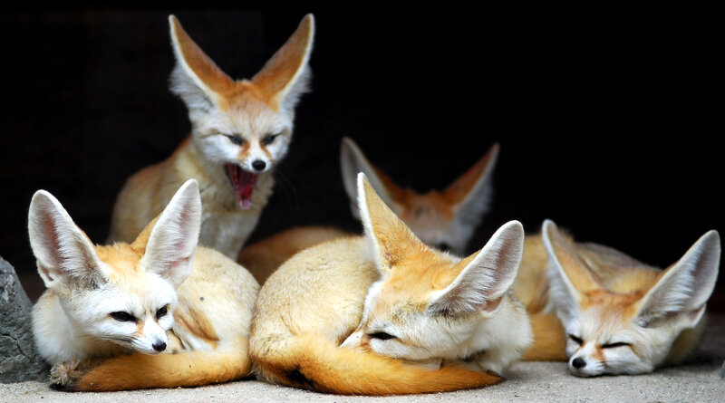 Fennec Foxes Resting — Brown, Calm, Photograph