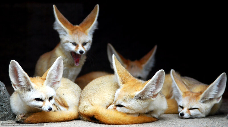 Fennec Foxes Resting — Brown, Calm