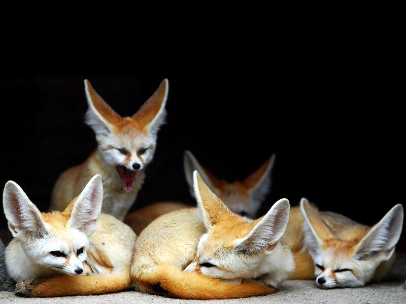 Fennec Foxes Resting — Orange