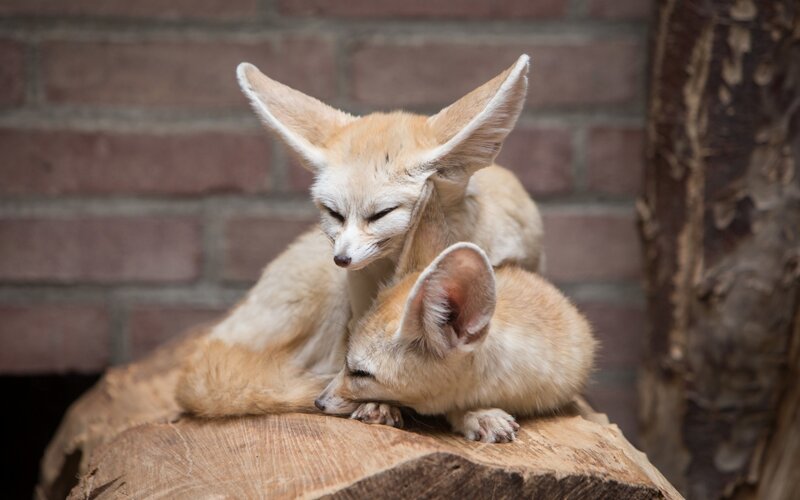 Fennec Foxes Resting — Tan
