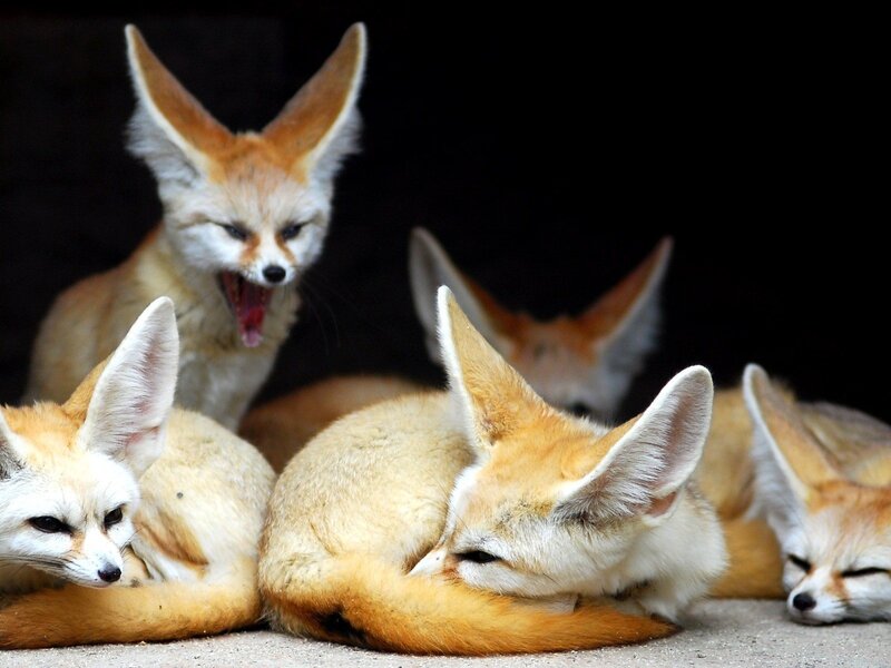 Fennec Foxes Resting