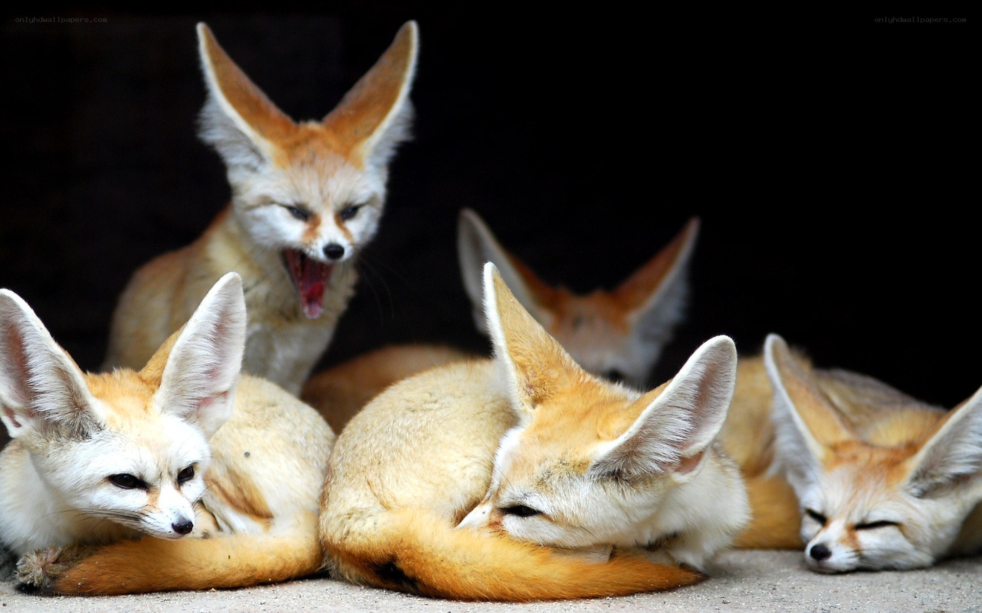 Fennec foxes resting together