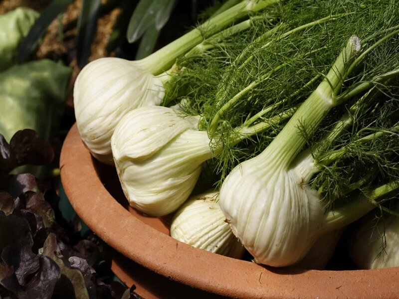 Fennel Bulbs in Bowl
