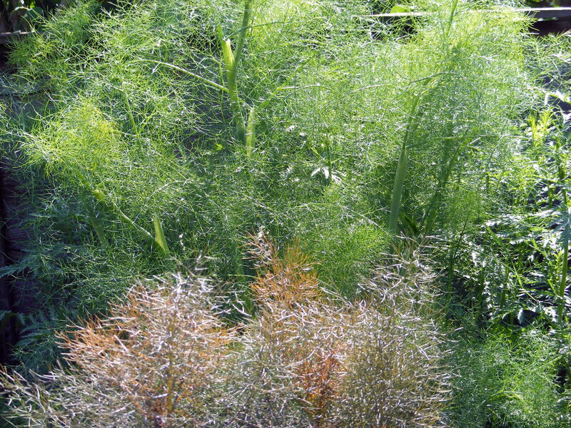 Fennel plants in a garden