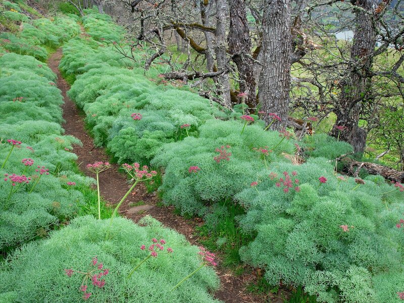 Fennel Plants in Forest