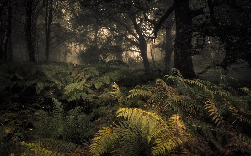 Fern-covered Forest Floor