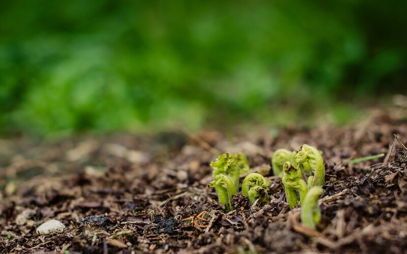 Fern fiddleheads emerging