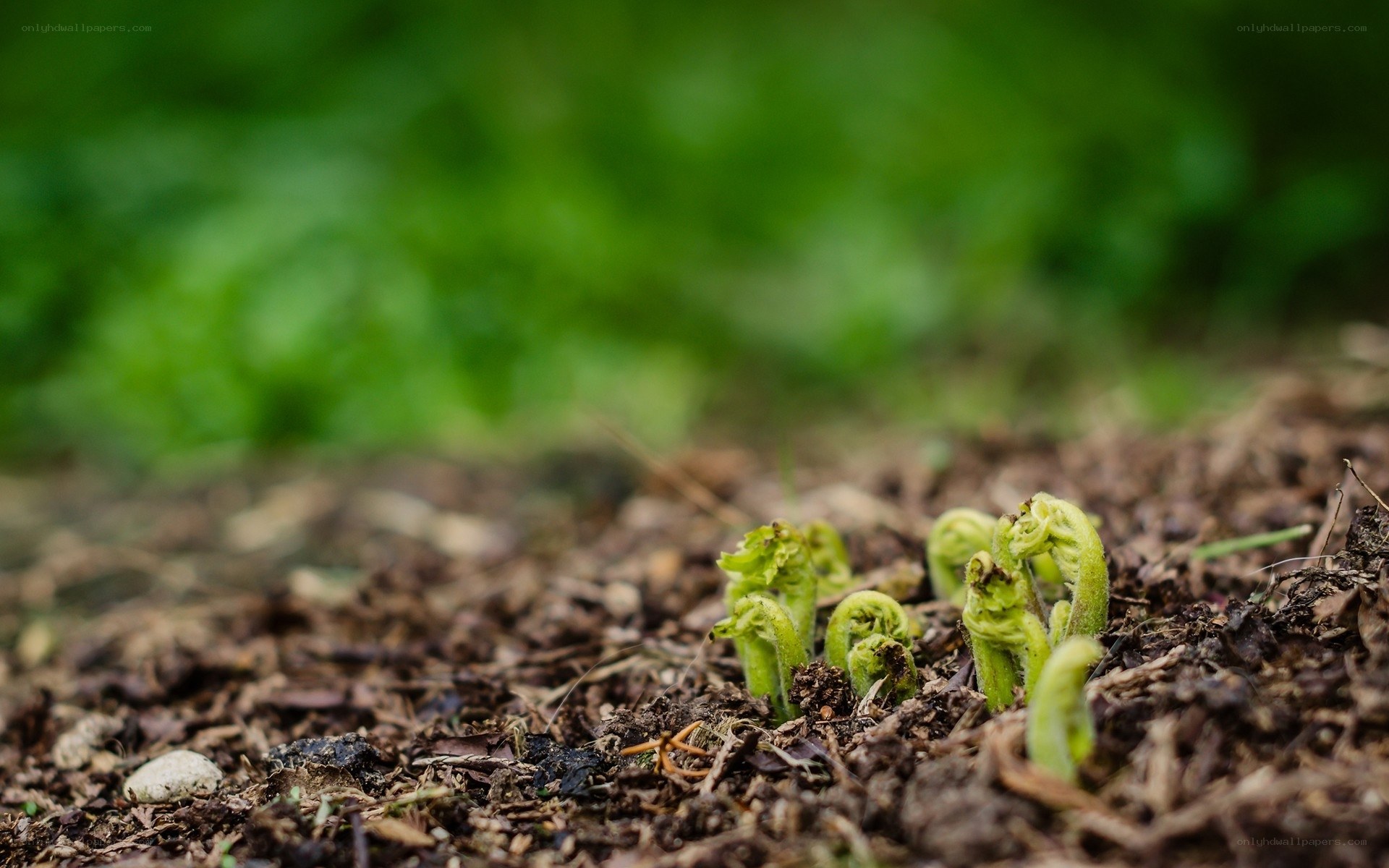 Fern fiddleheads emerging