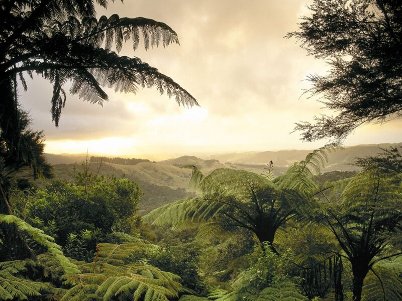 Fern forest at sunset