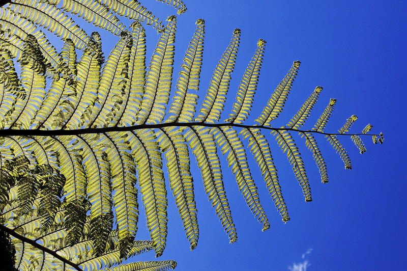 Fern frond against blue sky
