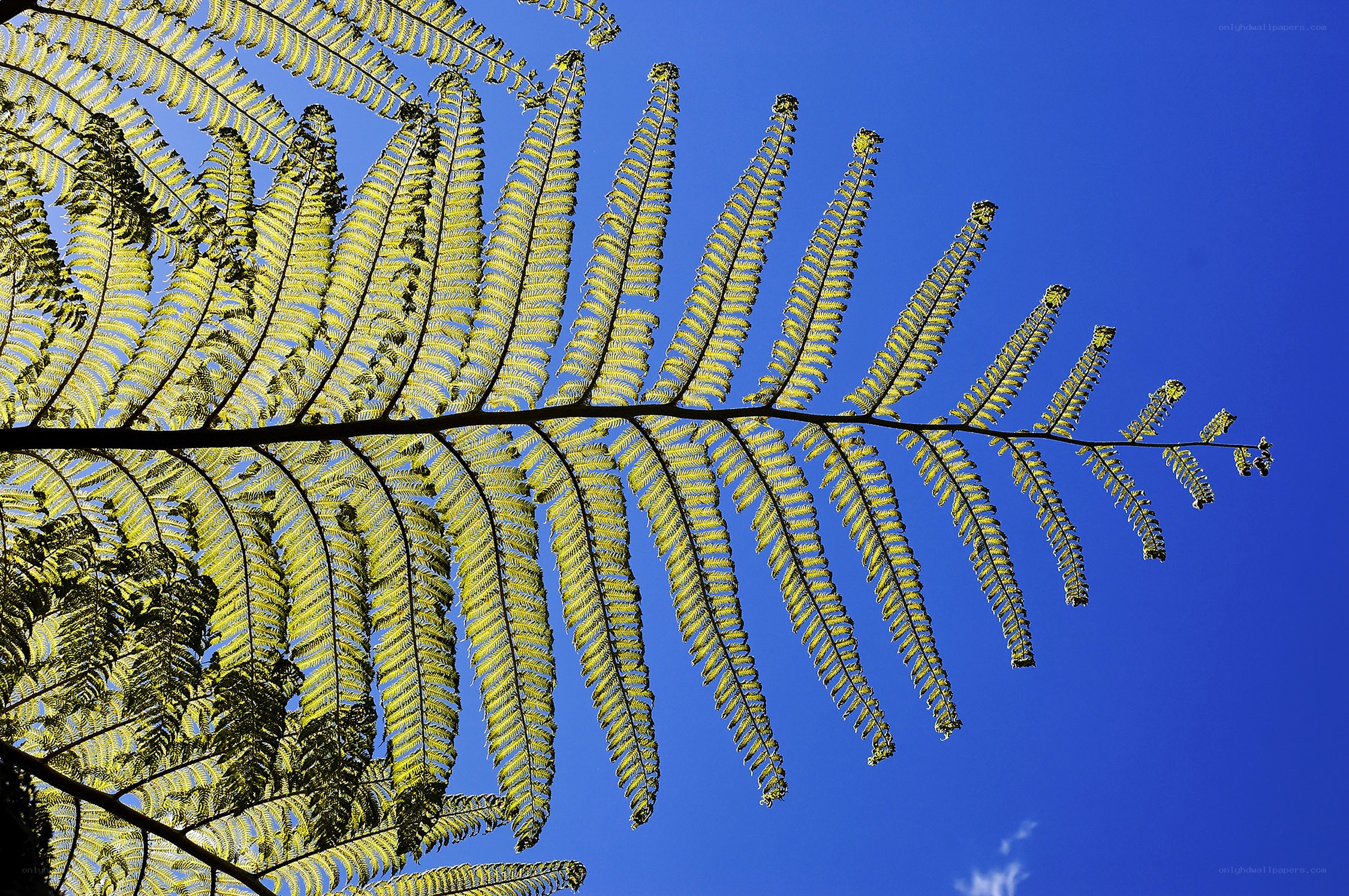 Fern frond against blue sky