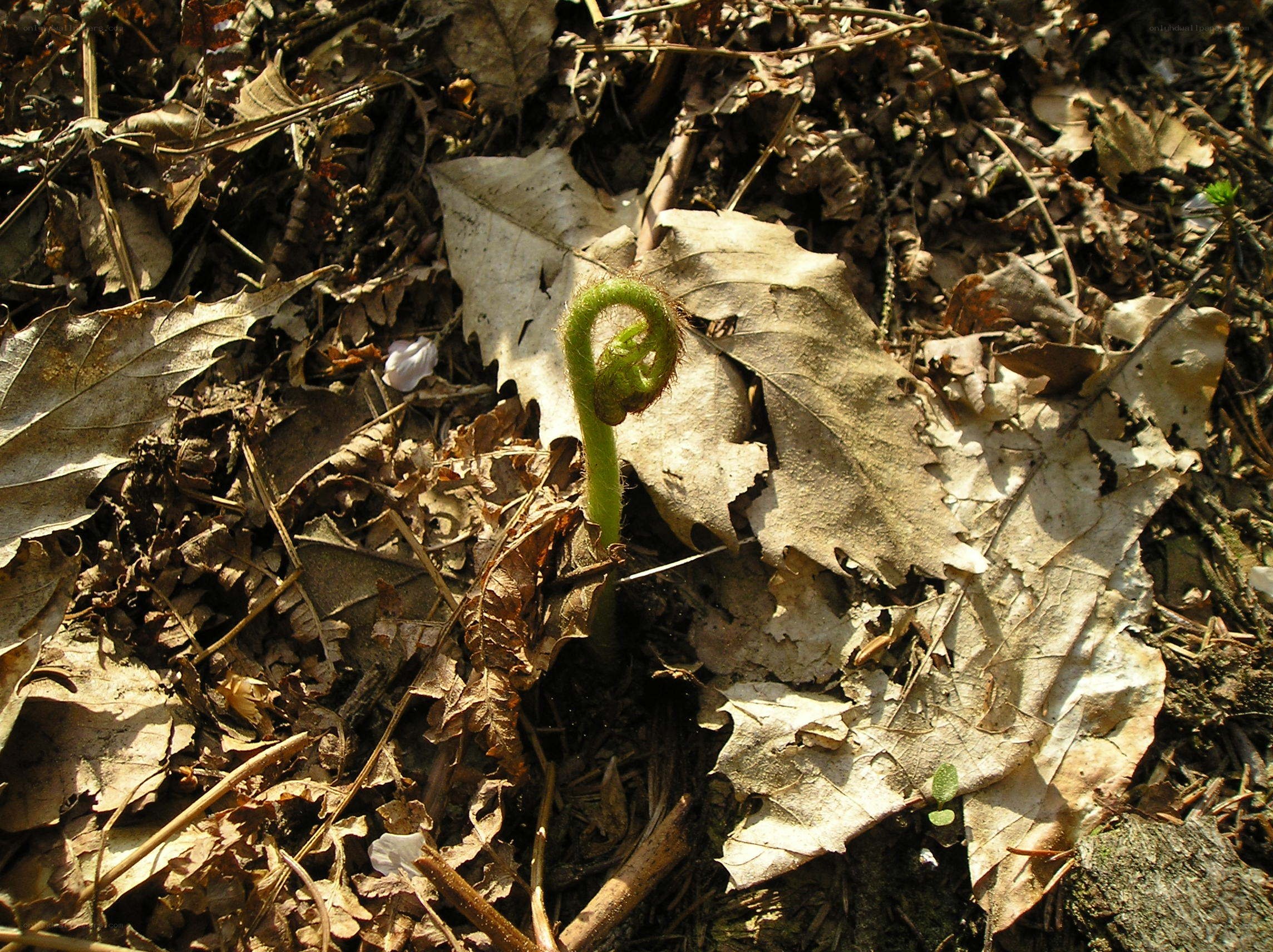 Fern frond emerging from leaves