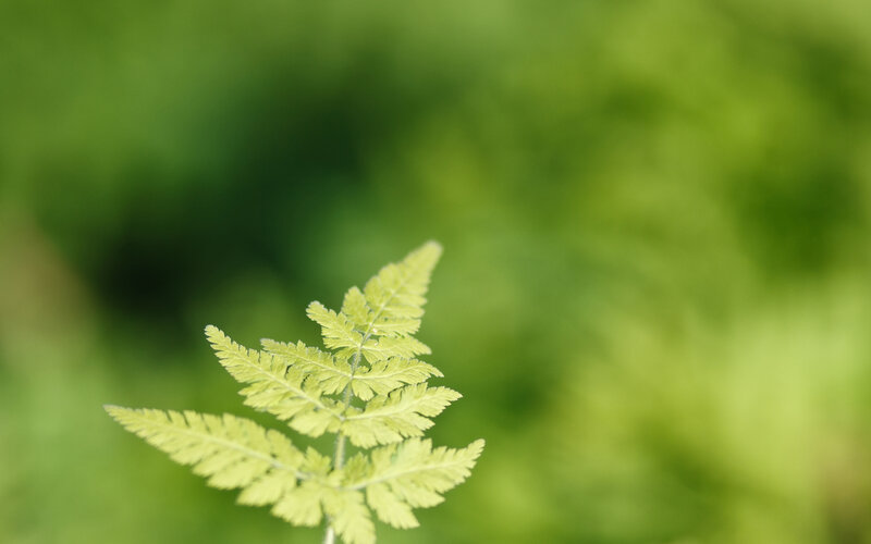 Fern Frond in Focus — Green