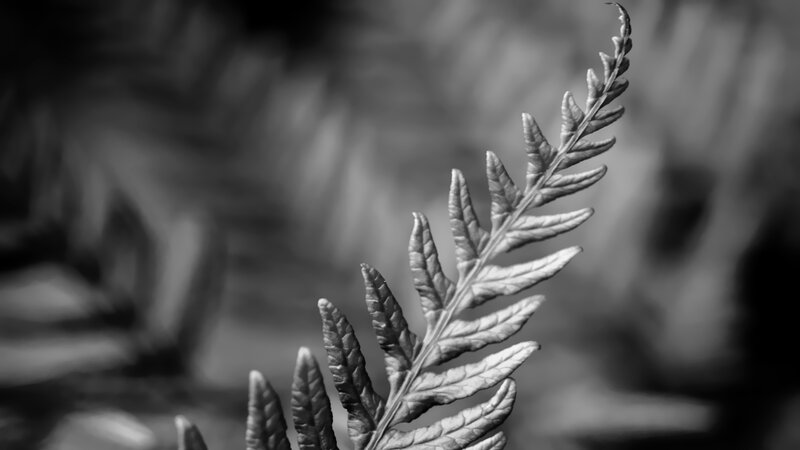 Fern Frond in Focus