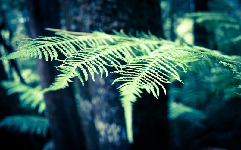 Fern Frond in Forest — Green, Serene, Photograph