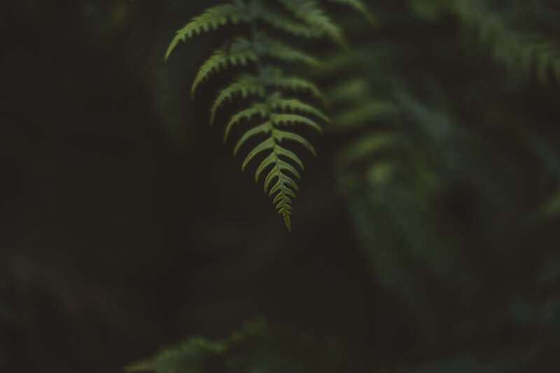 Fern Frond in Forest — Green, Serene
