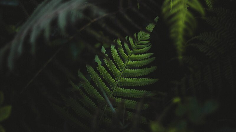 Fern Frond in Forest — Green