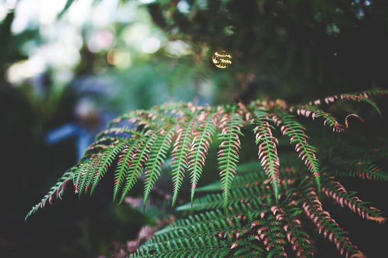 Fern Frond in Forest