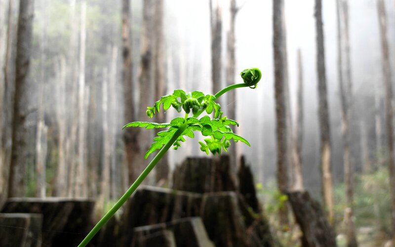 Fern frond in misty forest
