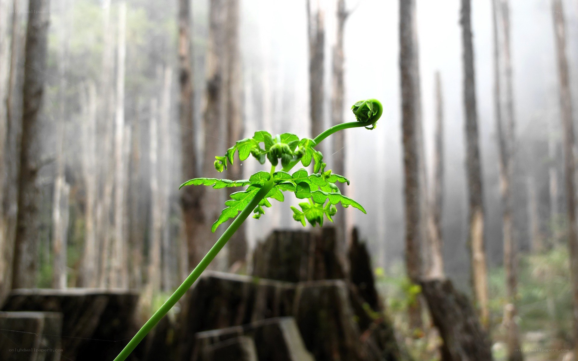 Fern frond in misty forest