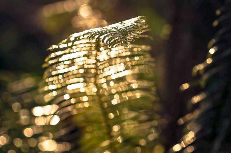 Fern Frond in Sunlight — Green