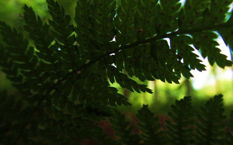 Fern Frond in Sunlight