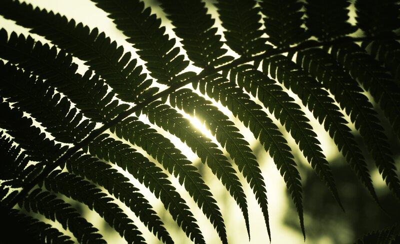 fern frond silhouette at sunset