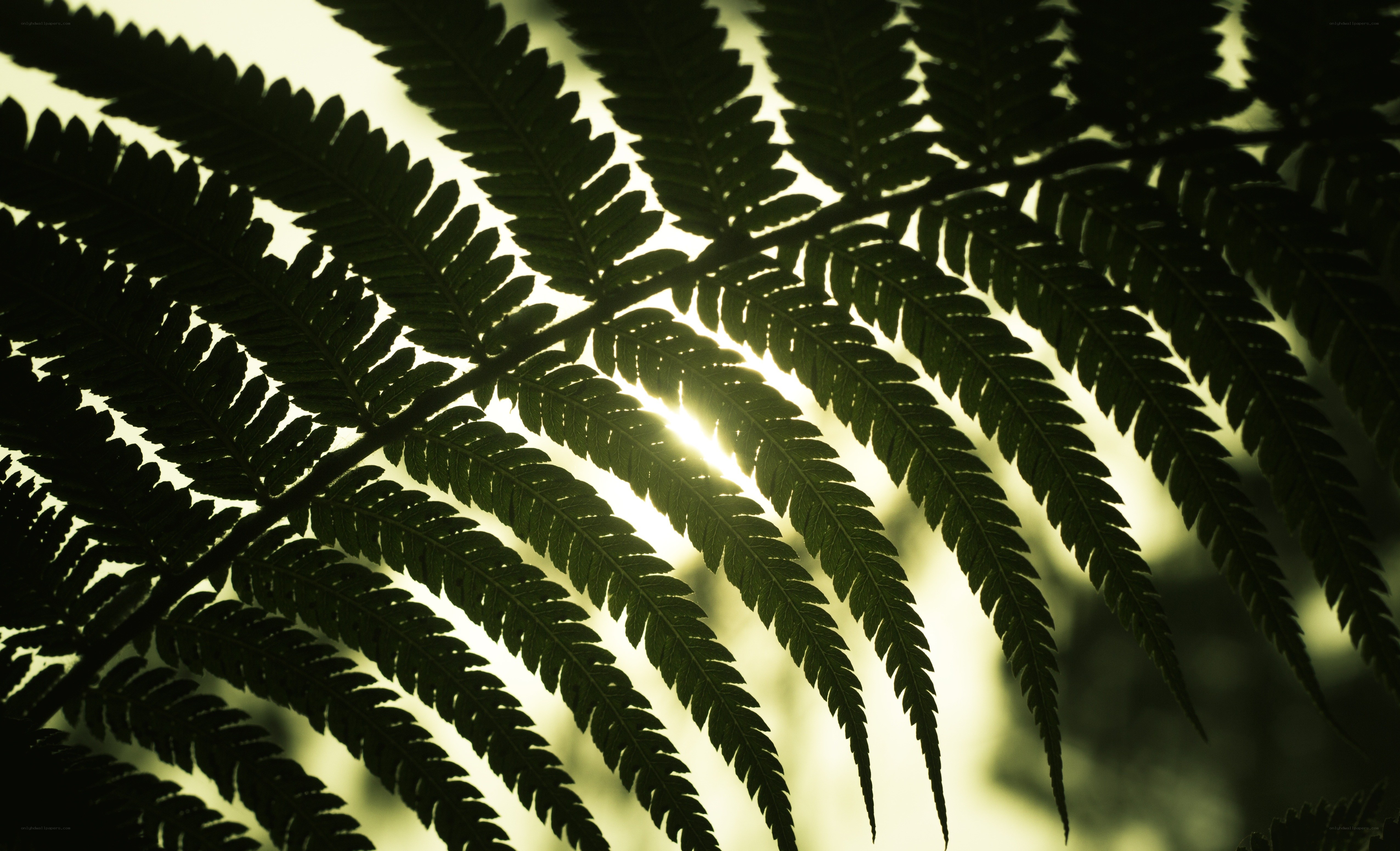 fern frond silhouette at sunset