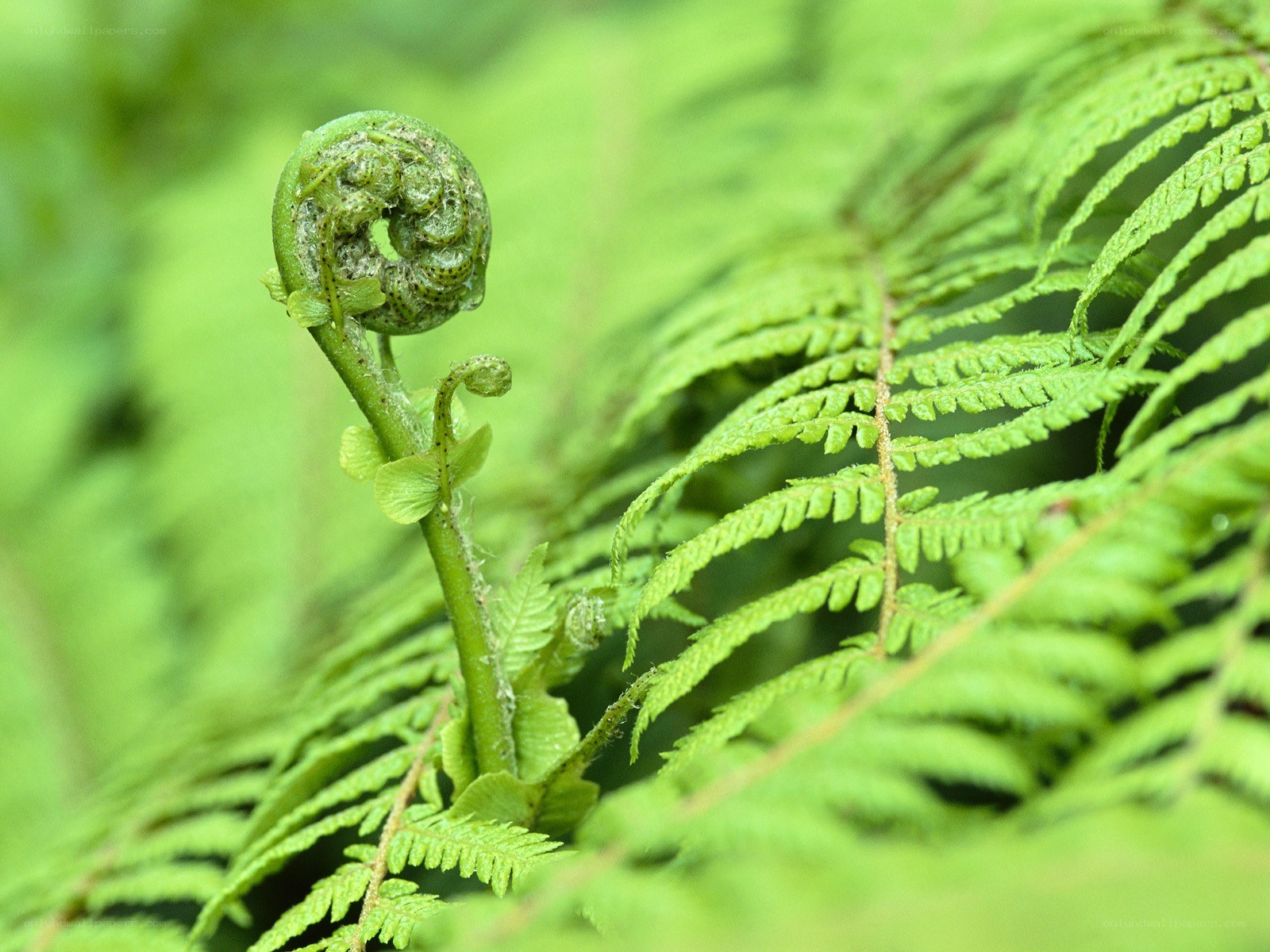 Fern frond unfurling