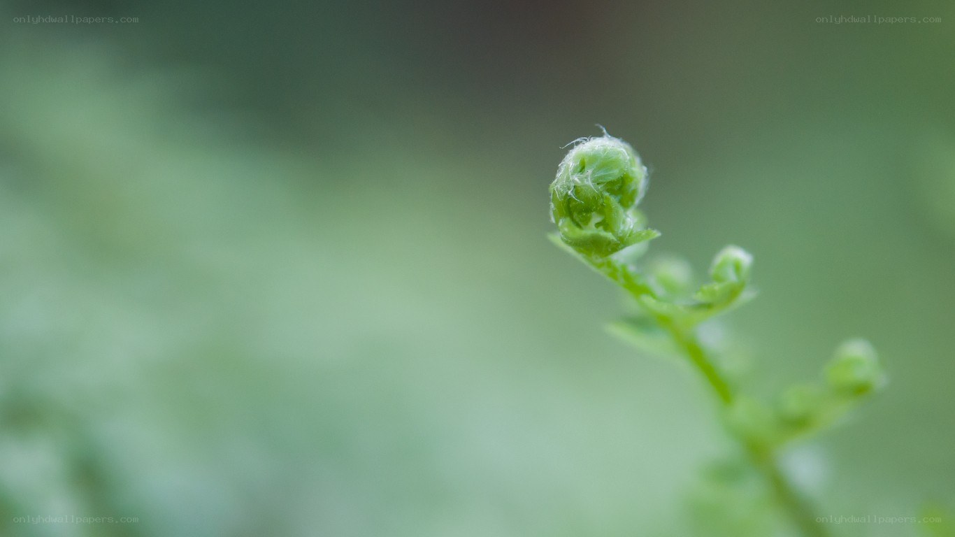 Fern frond unfurling