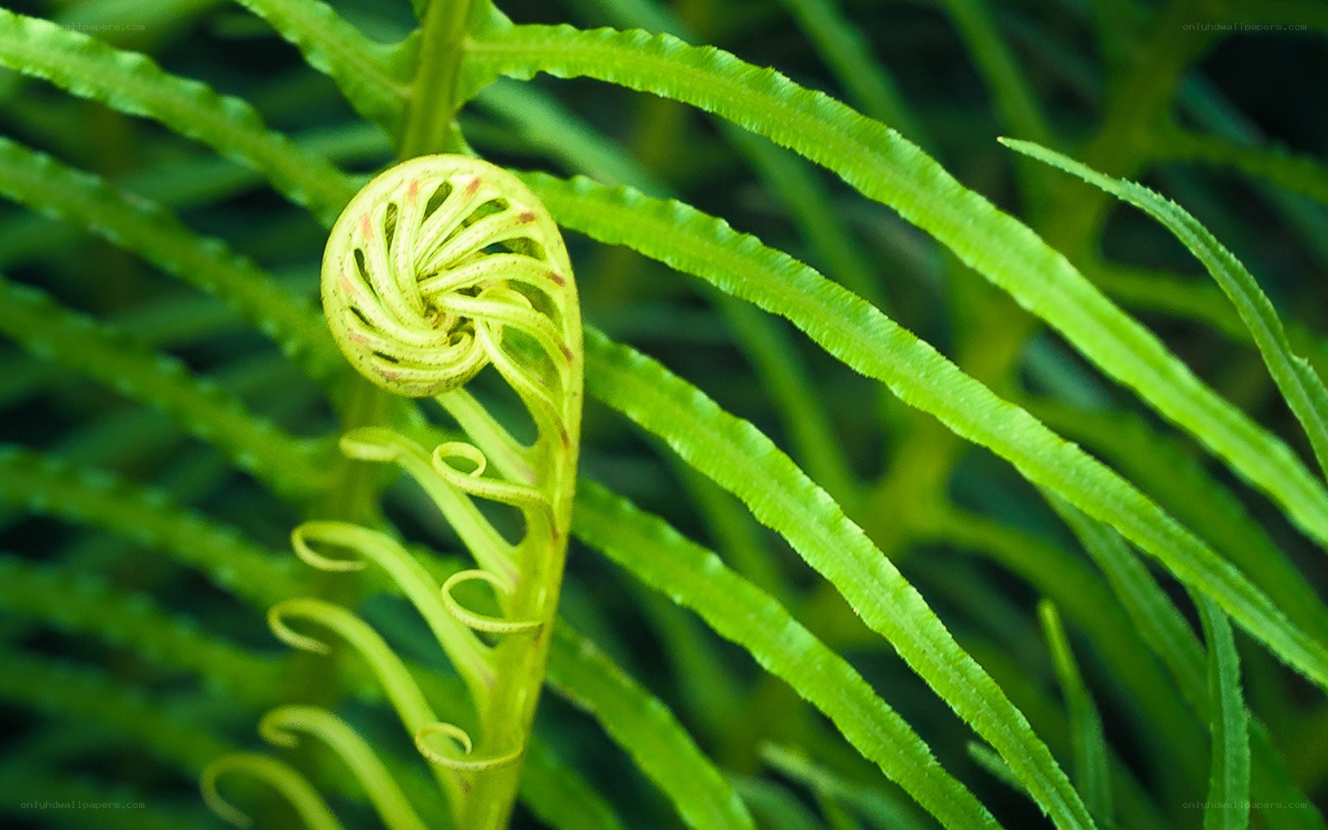 Fern frond unfurling