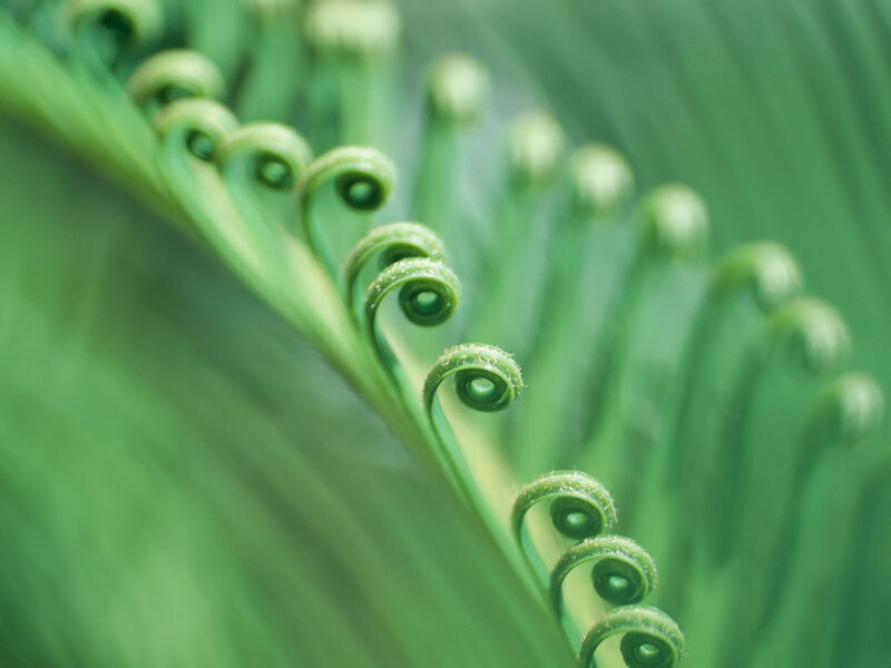 Fern frond unfurling
