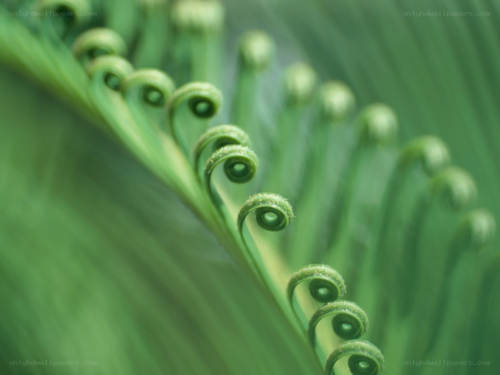 Fern frond unfurling