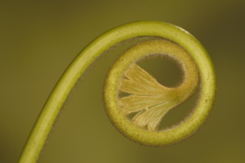 Fern frond unfurling