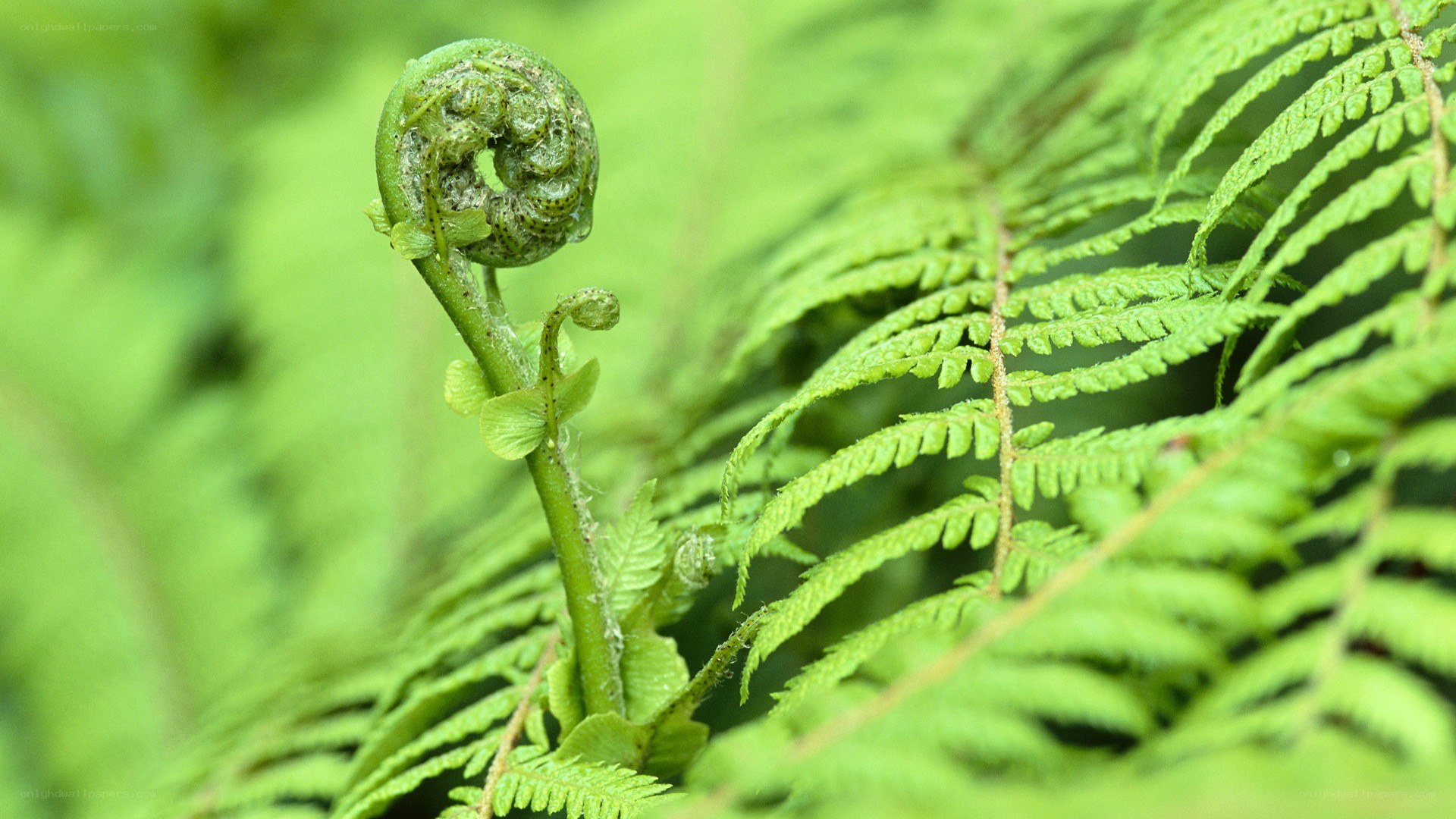 Fern frond unfurling