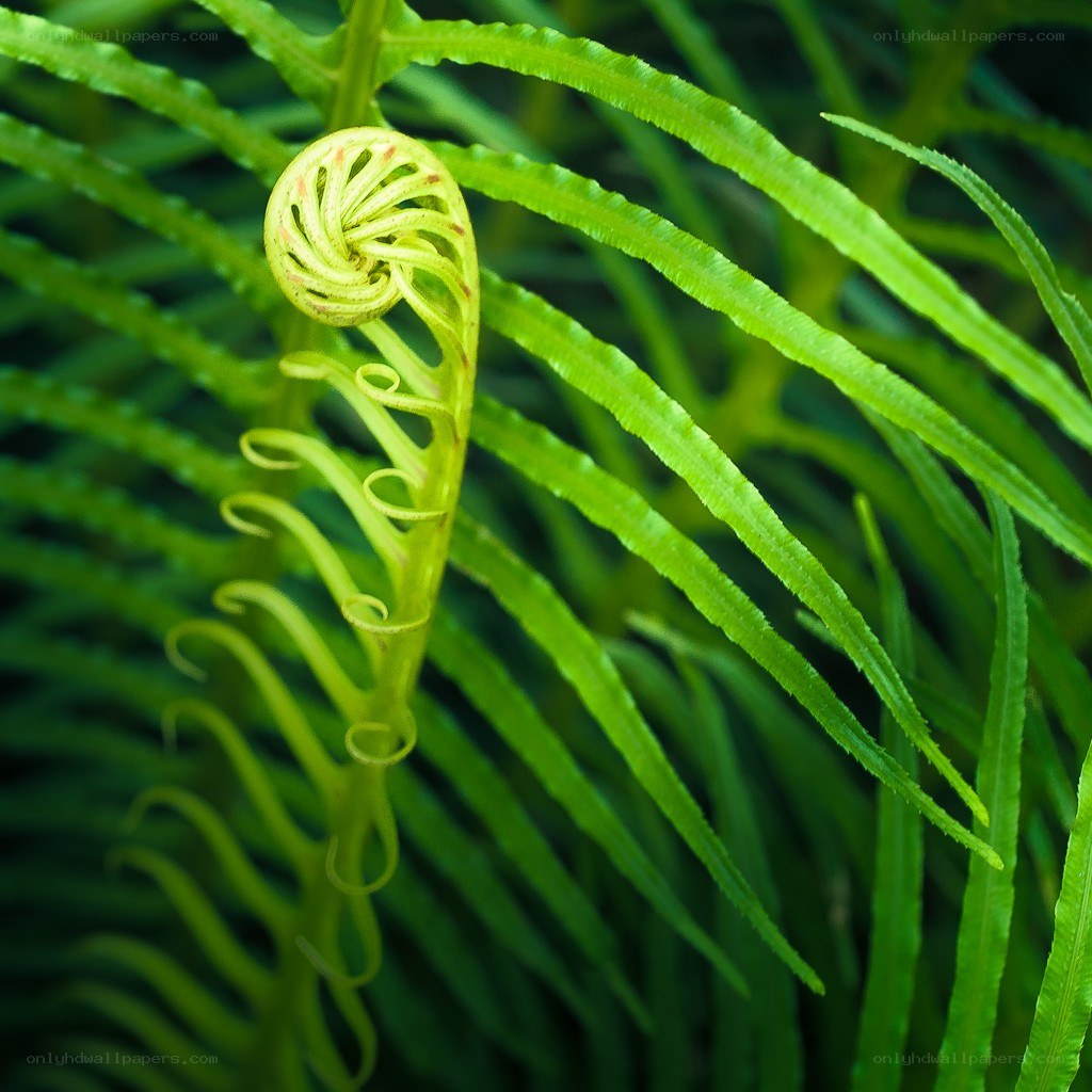 Fern frond unfurling