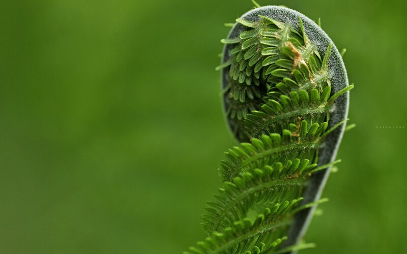 Fern Frond Unfurling — Green, Serene, Photograph