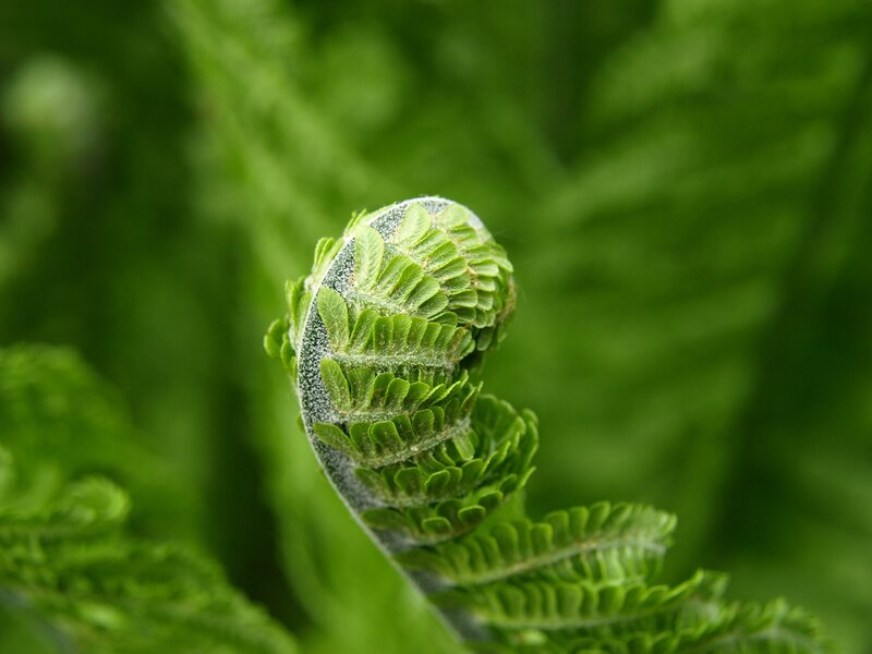 Fern Frond Unfurling — Green, Serene