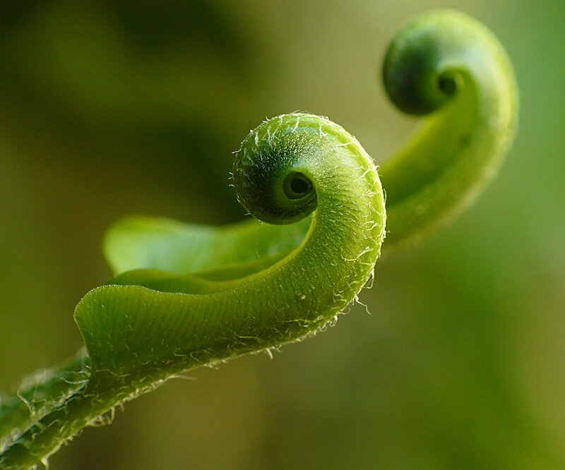 Fern Frond Unfurling — Green
