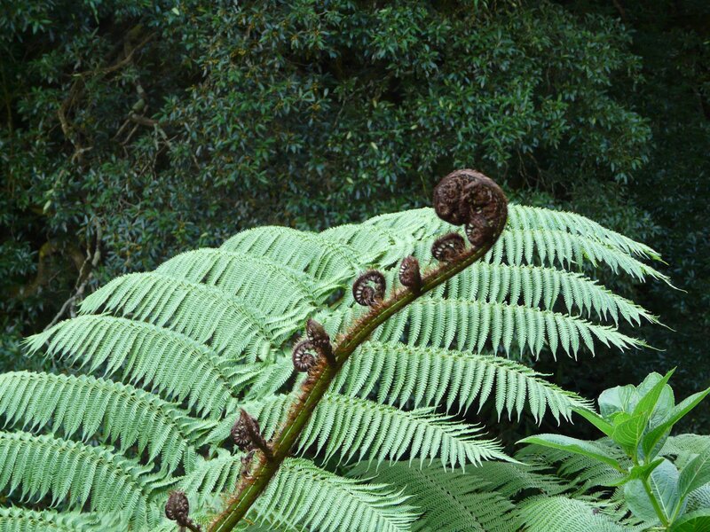Fern frond unfurling in forest