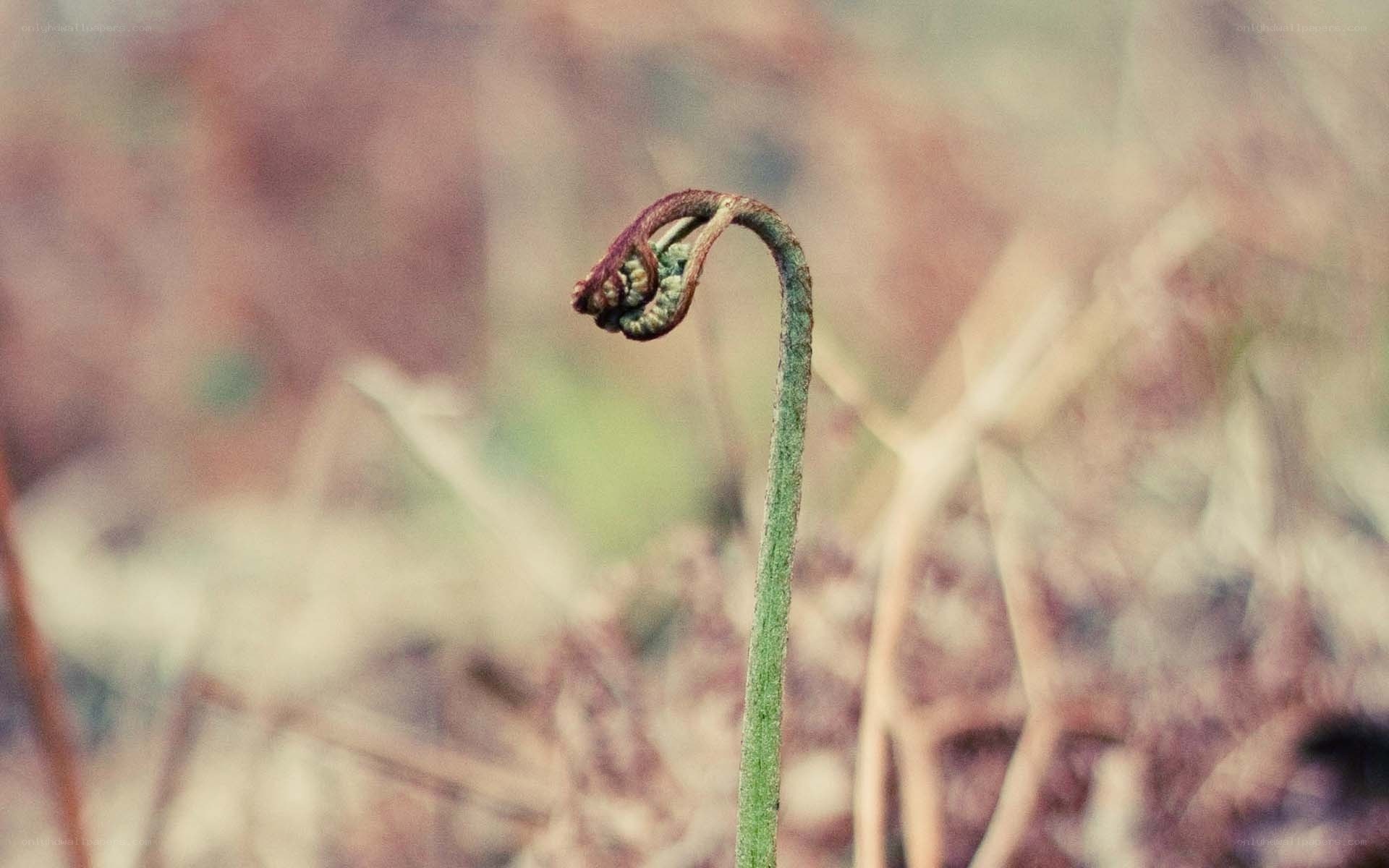 Fern frond unfurling