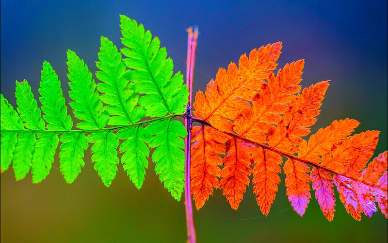 Fern Frond with Green and Orange Leaves