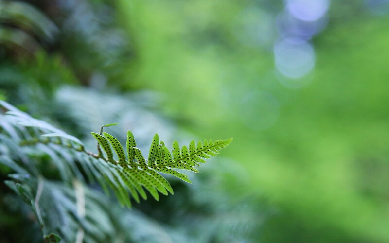 Fern Frond with Spores — Green