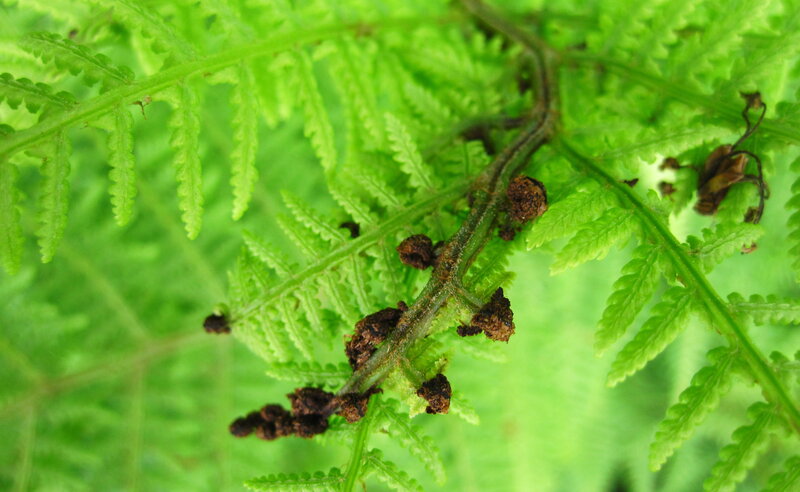 Fern Frond with Spores