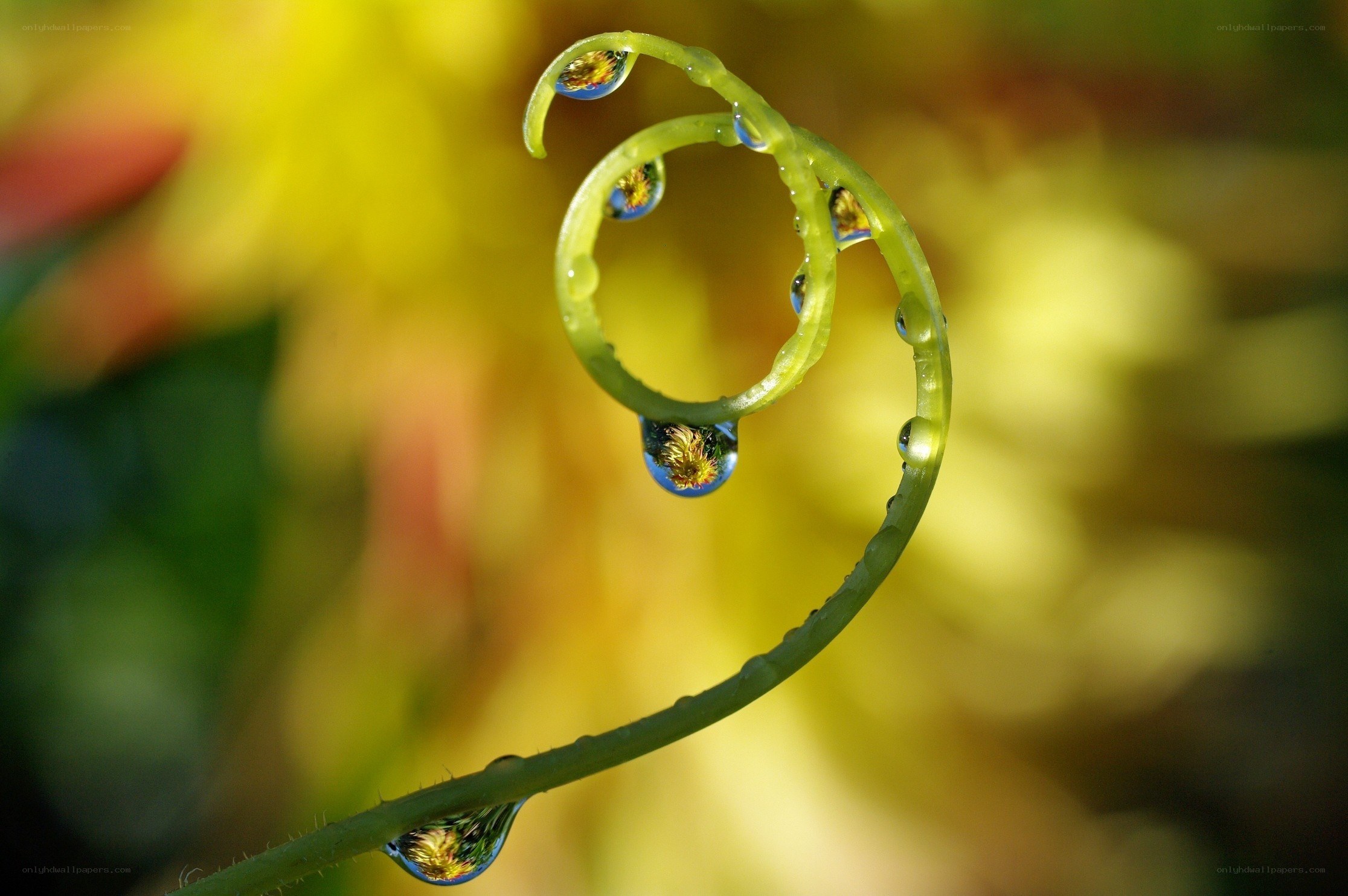 Fern frond with water droplets