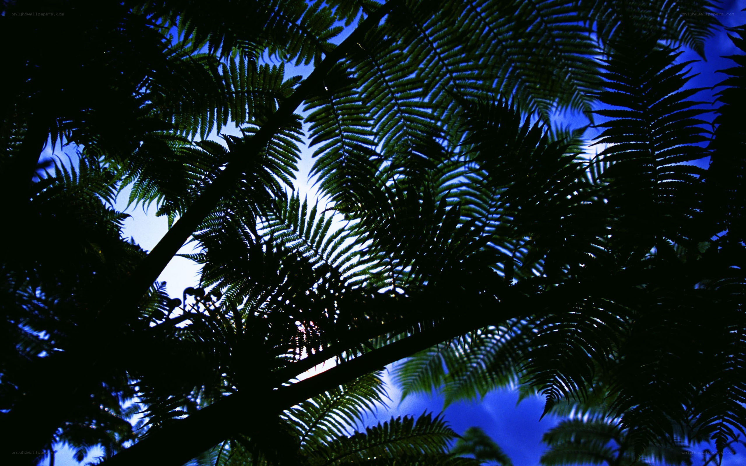 Fern fronds against blue sky