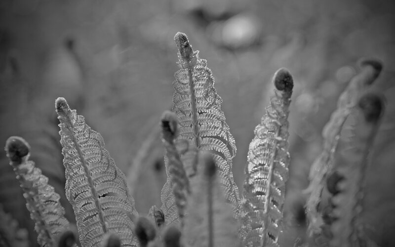 Fern fronds in black and white