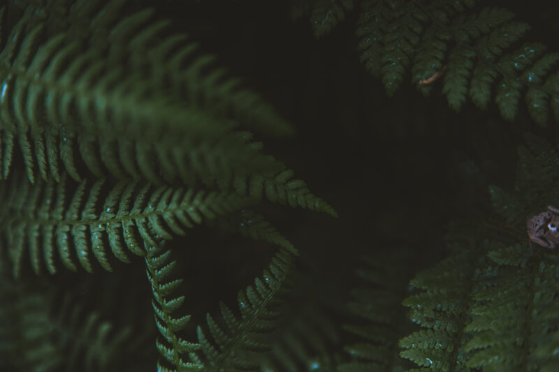 Fern Fronds in Dark Forest