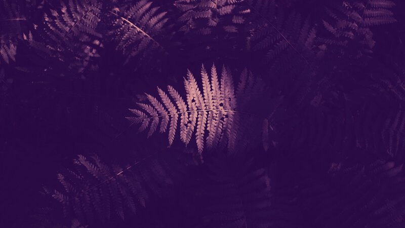 Fern Fronds in Purple Light