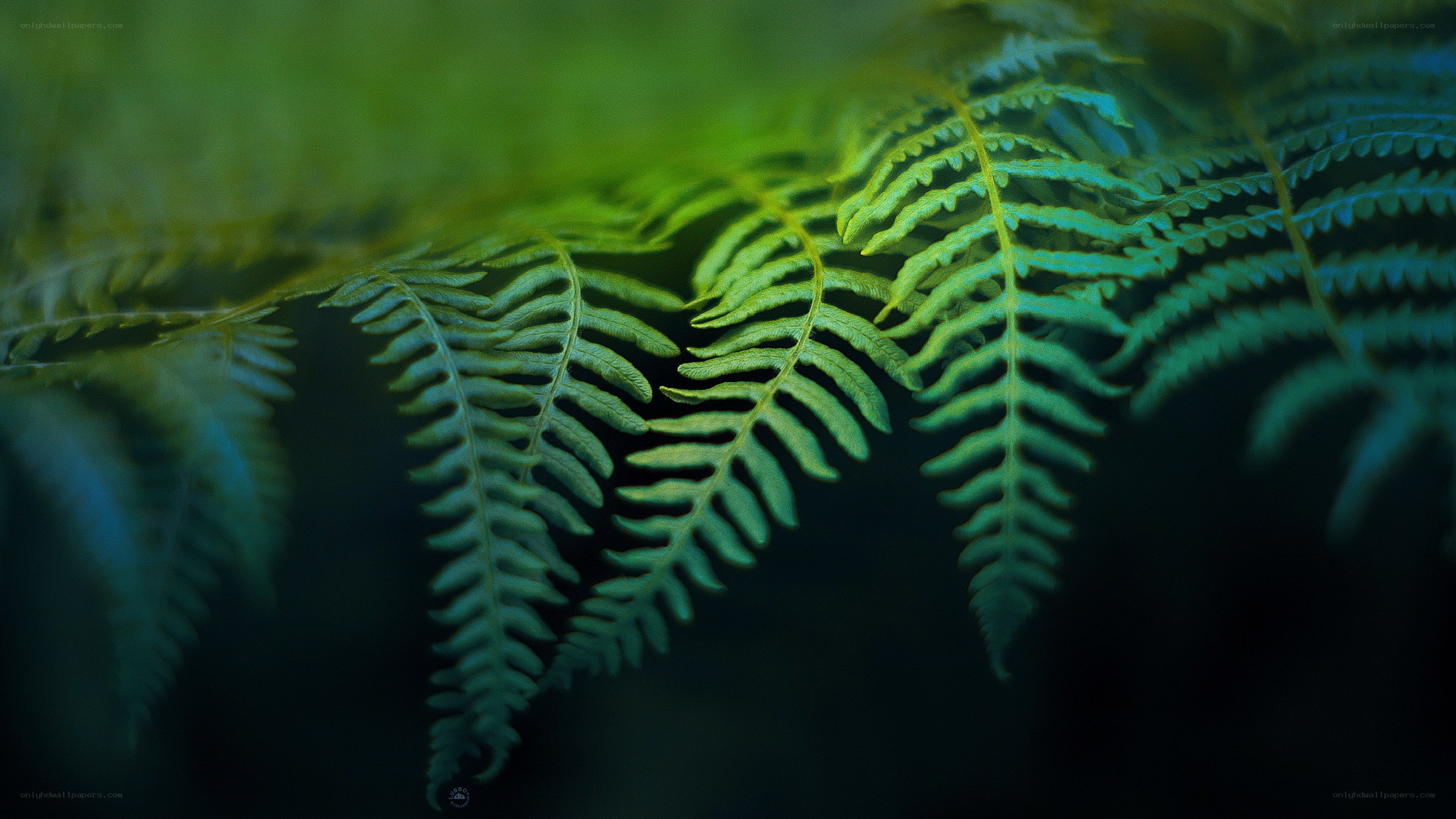 Fern fronds in soft light